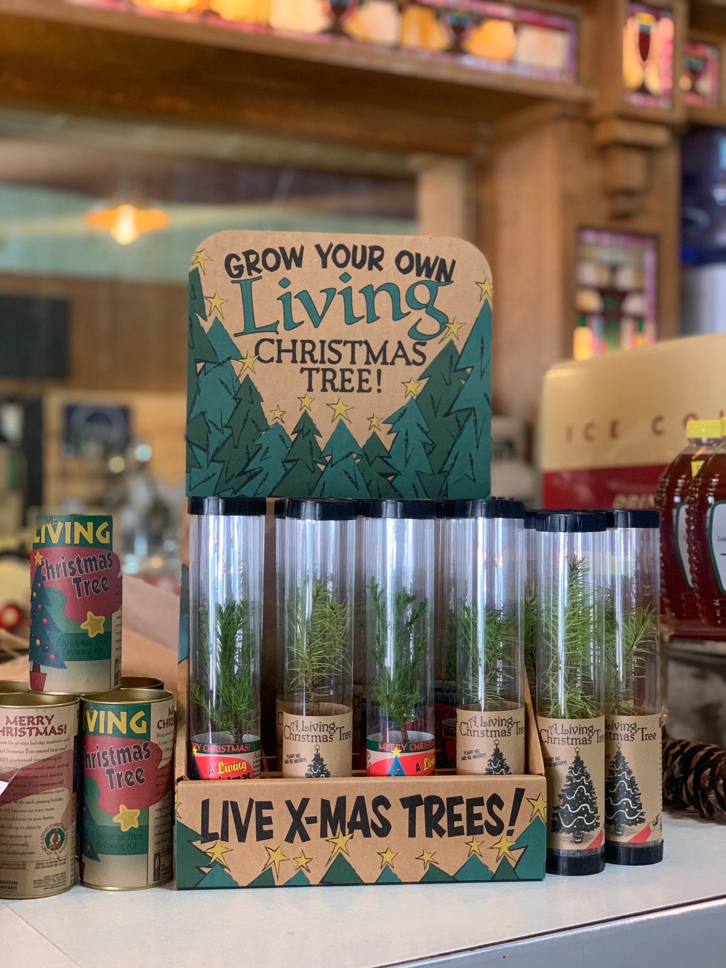 Living Christmas Tree- Grow Your Own