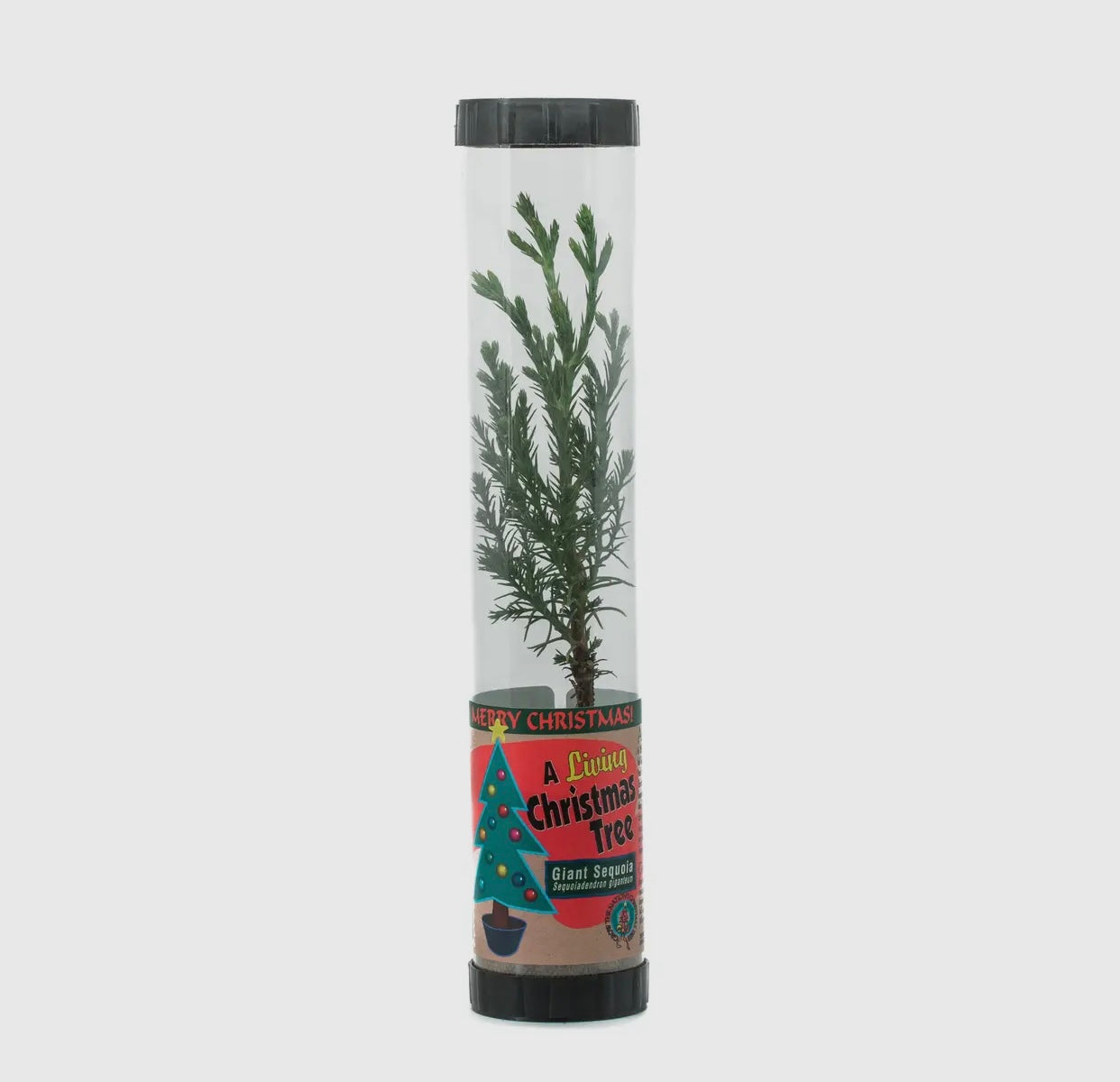 Living Christmas Tree- Grow Your Own