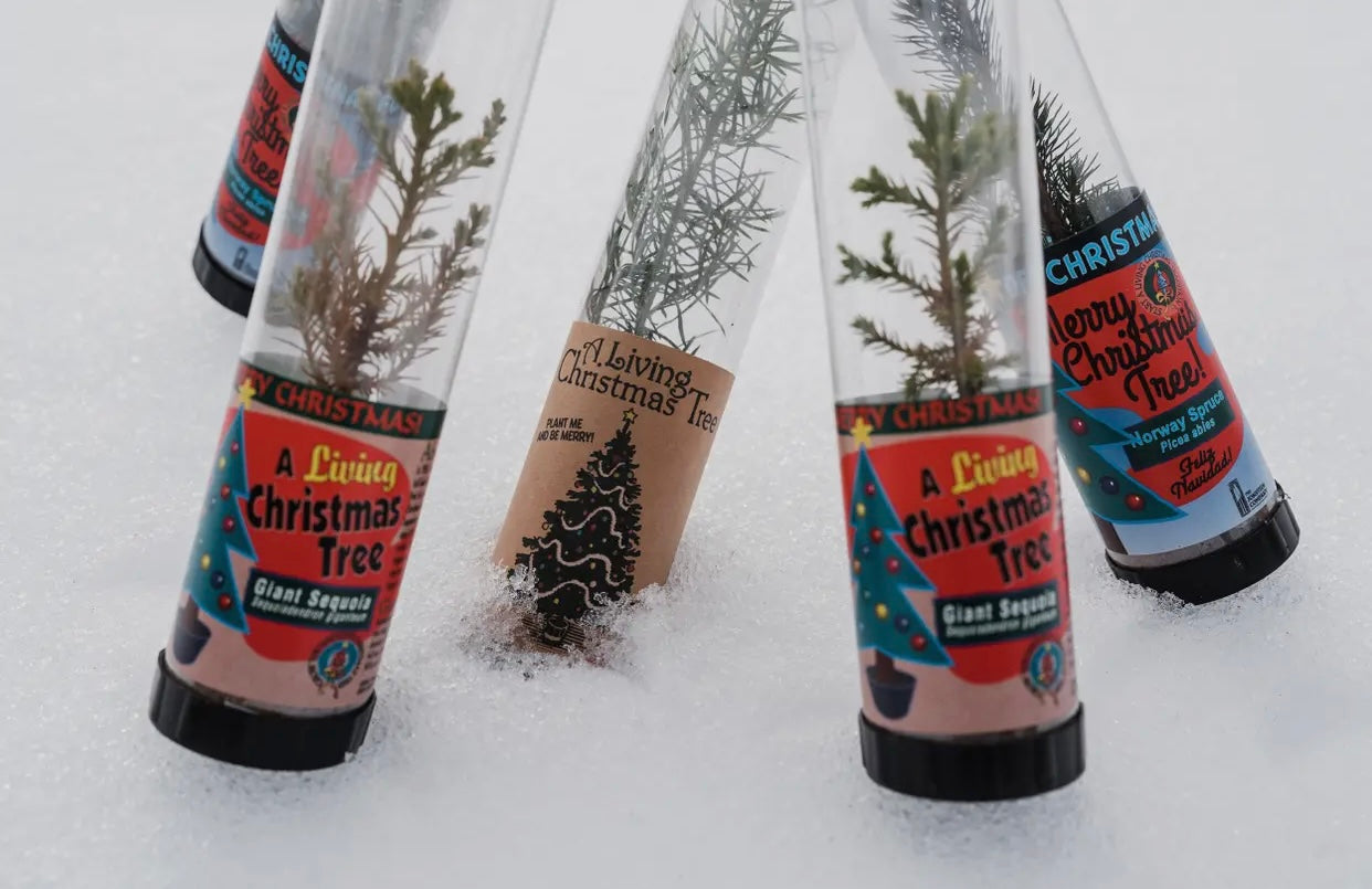 Living Christmas Tree- Grow Your Own