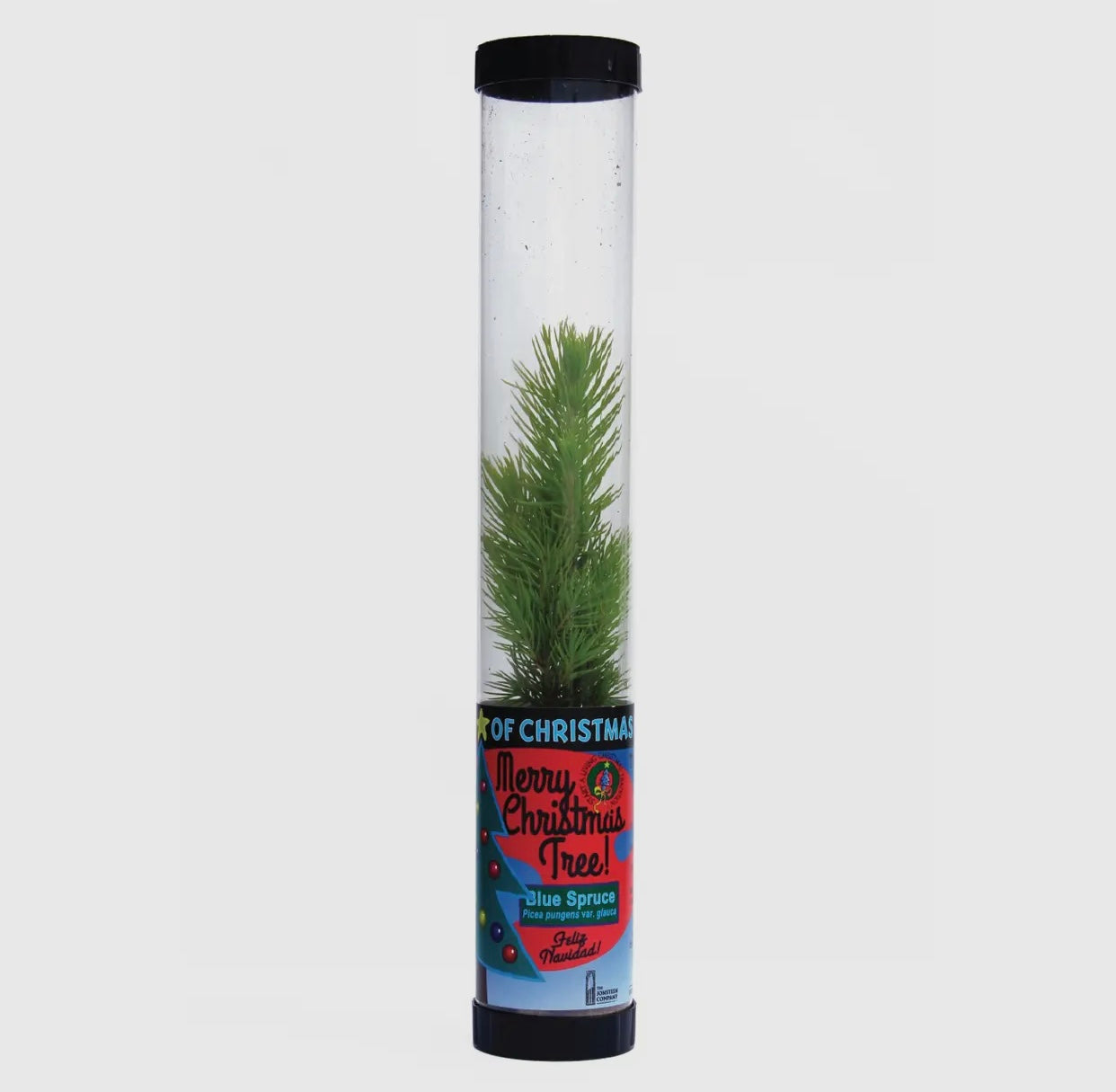 Living Christmas Tree- Grow Your Own