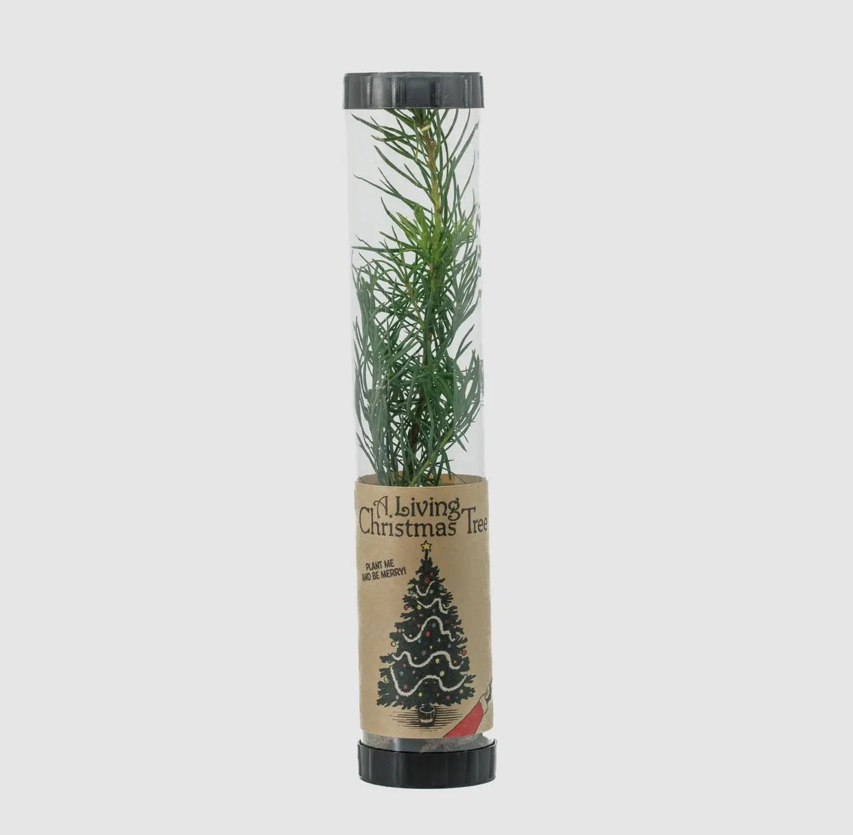 Living Christmas Tree- Grow Your Own