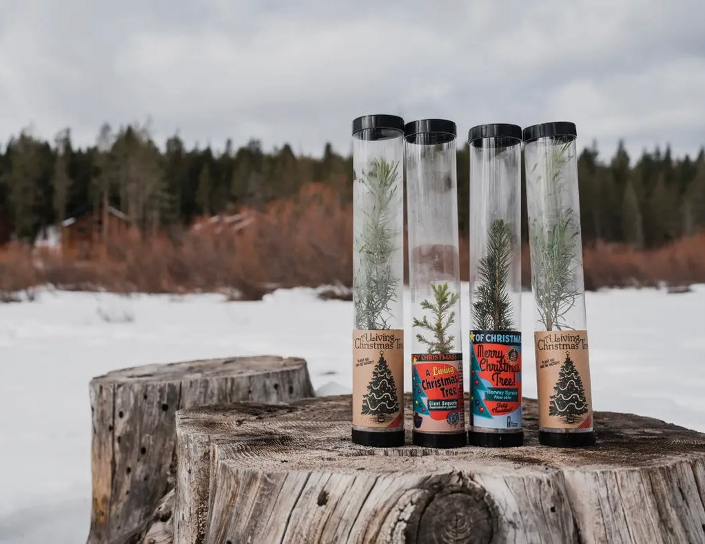 Living Christmas Tree- Grow Your Own